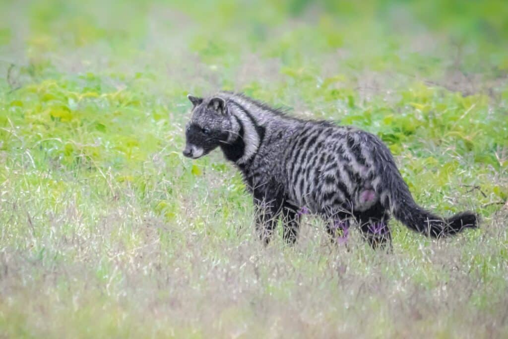 Asian Palm Civet - the kopi luwak animal