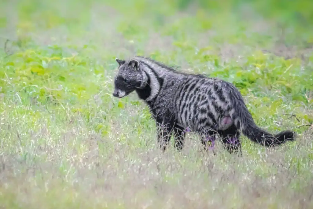 Asian Palm Civet - the kopi luwak animal 