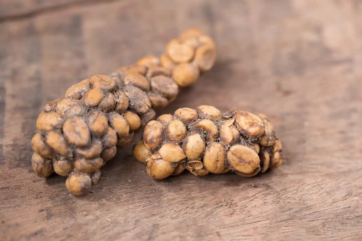 Kopi Luwak Coffee: A Brew That Is Simply Cat Poop