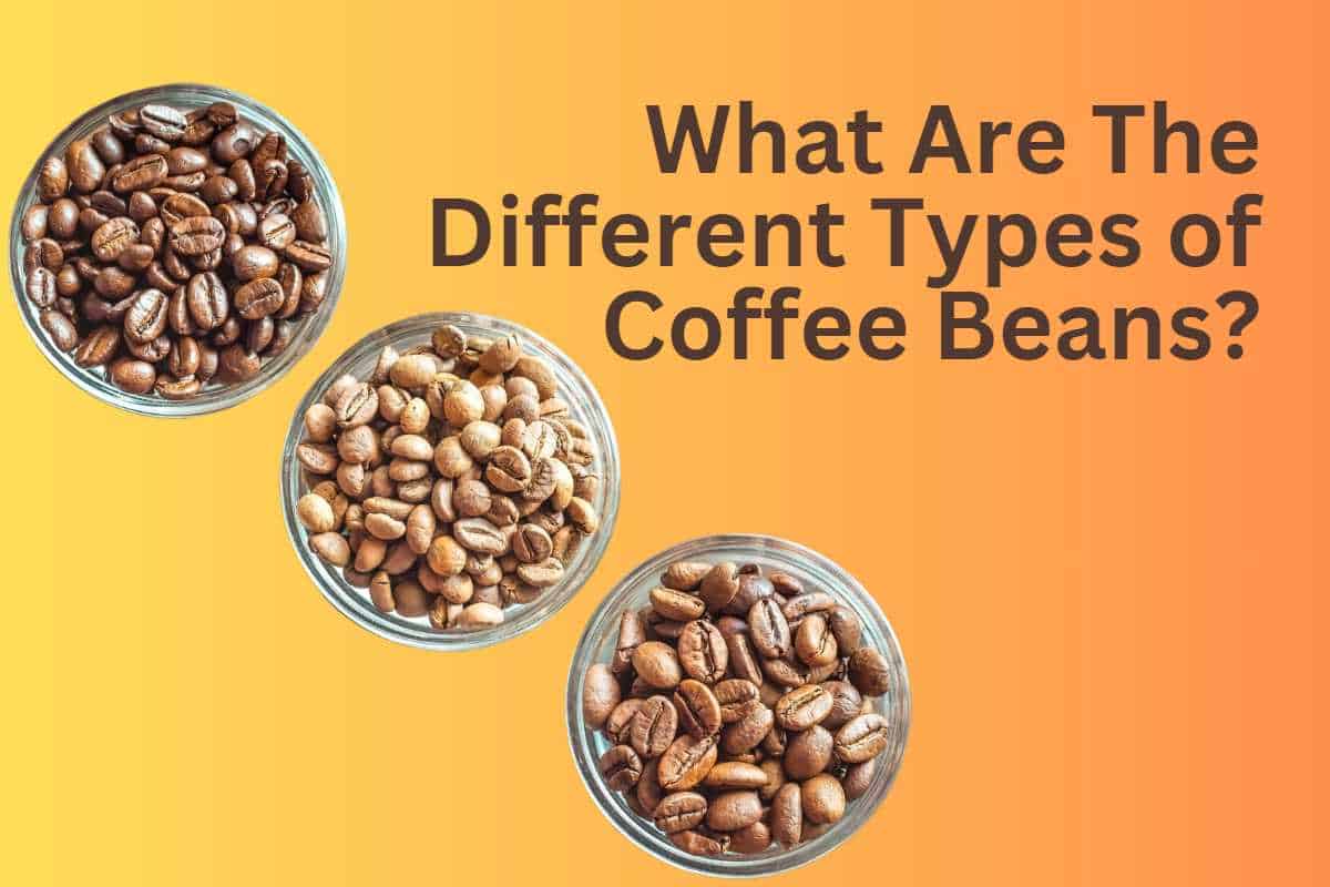 Understanding the Types of Coffee Beans and Their Unique Flavors